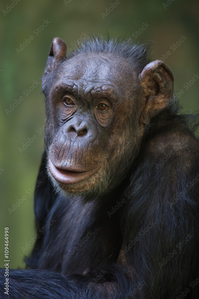 Common chimpanzee (Pan troglodytes). Common chimpanzee (Pan troglodytes).