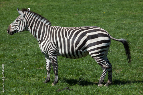 Grant s zebra  Equus quagga boehmi .