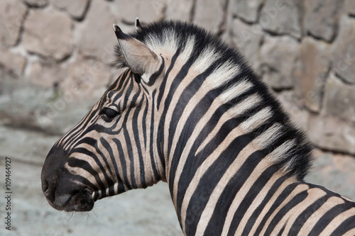 Burchell's zebra (Equus quagga burchellii).