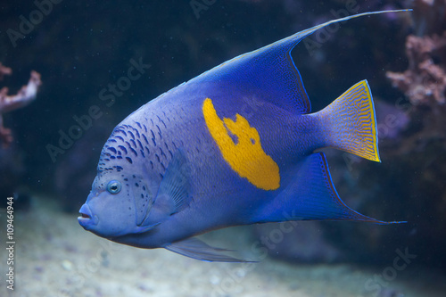 Yellowband angelfish (Pomacanthus maculosus). photo