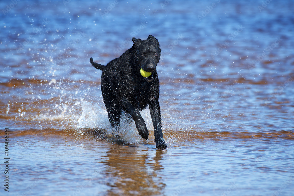 happy curly coated retriever dog playing on the beach