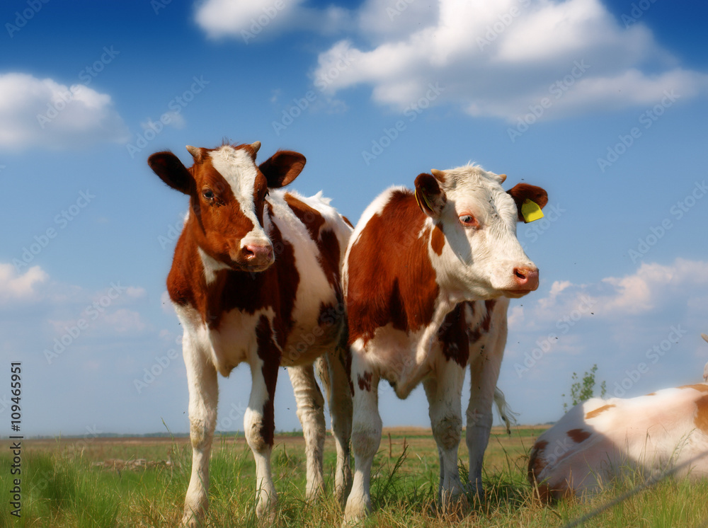 Calves on the field