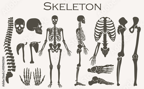 Human bones skeleton silhouette  collection set. High detailed Vector illustration.