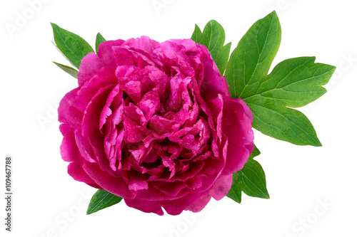 Peony flower with leaves closeup