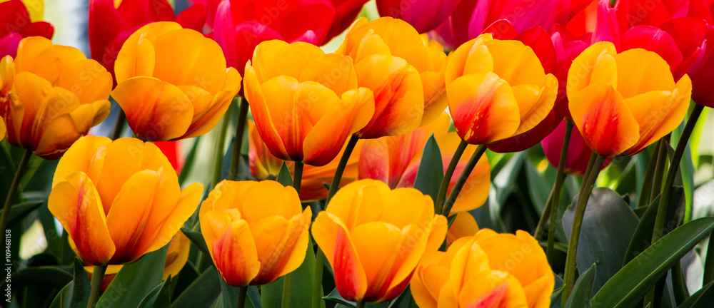 Fototapeta premium Tulips