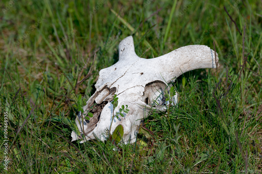 Hausschaf (Ovis gmelini aries) Schädel in der Natur Hausschaf (Ovis gmelini aries) Schädel in der Natur