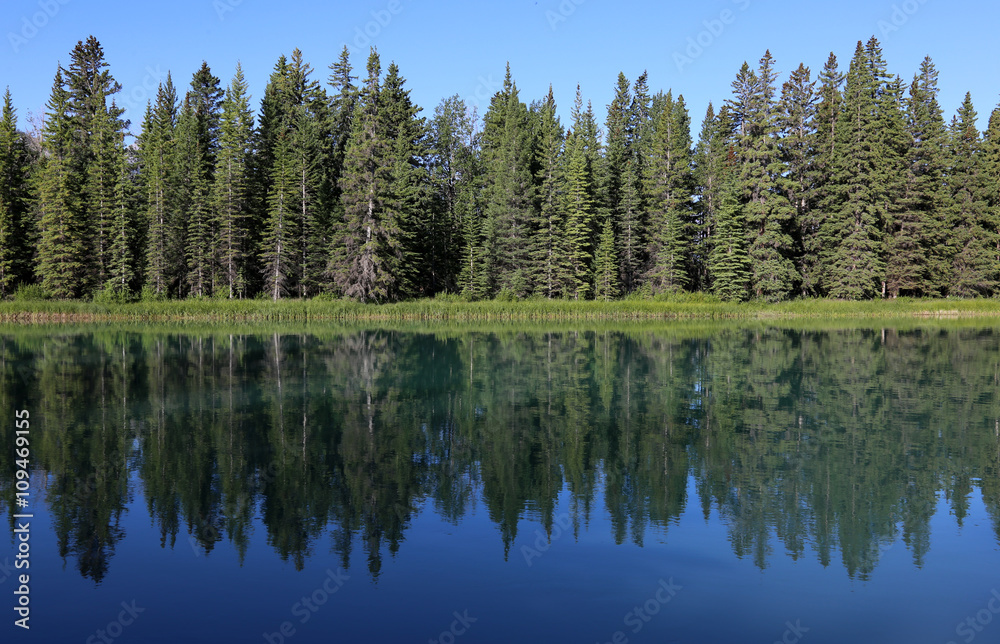 An evergreen tree line reflecting in the Bow River. Shot in Banff National Park, Alberta, Canada..