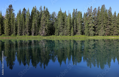 Принти на полотні An evergreen tree line reflecting in the Bow River