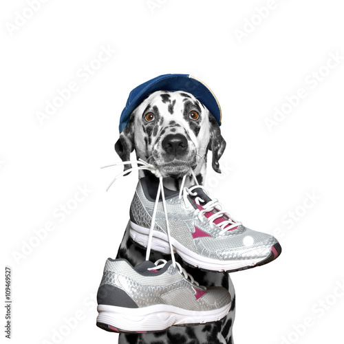 Fototapeta Naklejka Na Ścianę i Meble -  Dog in cap playing sports -- running and jogging