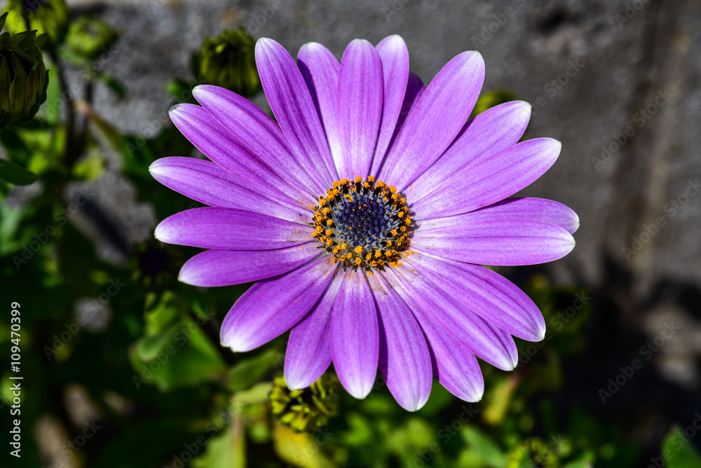 Obraz premium キク科の花・オステオスペルマム