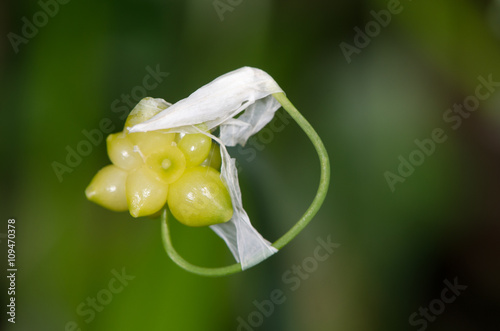 Obraz na plátně Few-flowered Garlic (Allium paradoxum) close-up of bulbils and flowers
