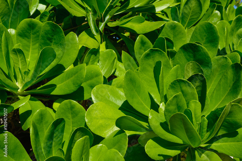 The leaves of mangrove trees on a sunny day.