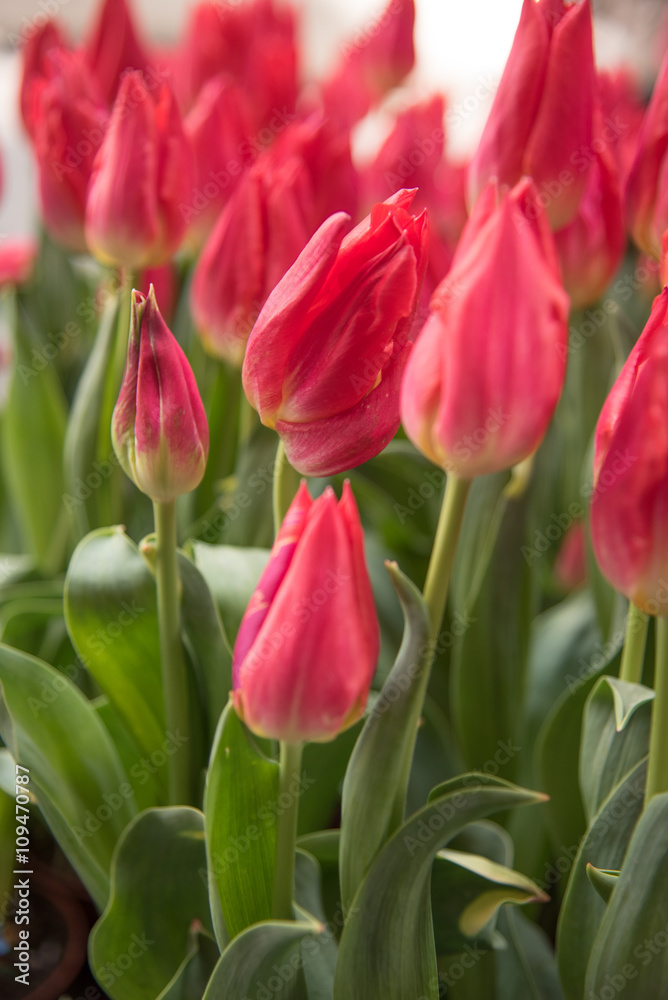 Fototapeta premium チューリップ