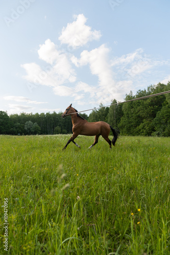 Beautiful brown horse run in a field