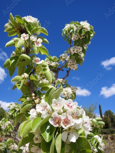 apple blossom photo