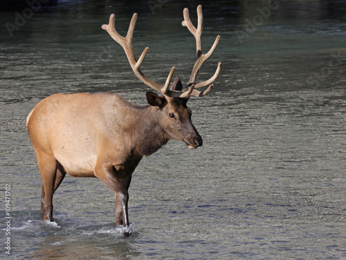 A shot of a bull Elk (Cervus canadensis) crossing the Bow river. Shot in Bow River, within the Banff town site. Located in Banff National Park, Alberta, Canada..