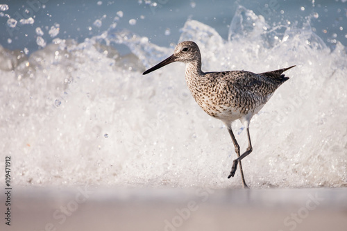 Willet Wave Running photo