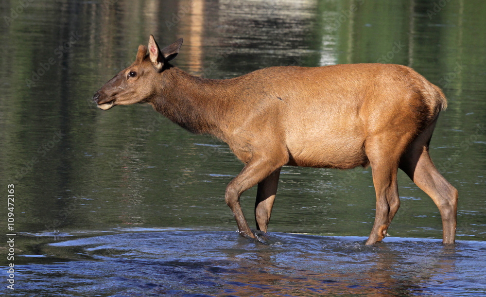 An Elk (Cervus canadensis) calf crossing the Bow River, within the Banff town site. Located in Banff National Park, Alberta, Canada.. An Elk (Cervus canadensis) calf crossing the Bow River, within the Banff town site. Located in Banff National Park, Alberta, Canada..
