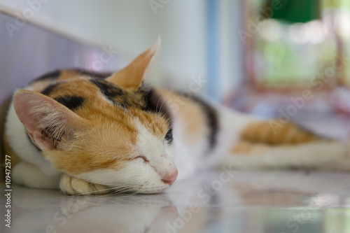 Fototapeta Naklejka Na Ścianę i Meble -  Sleeping cat