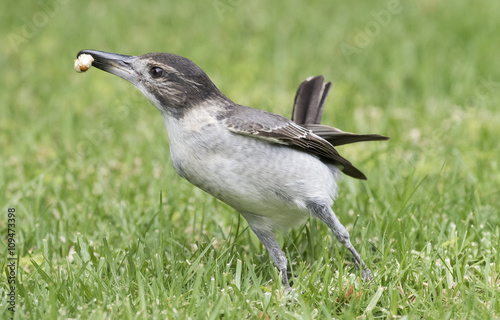  butcherbird catching grub photo