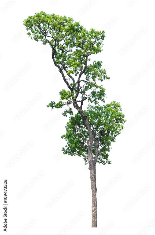 Tree isolated on white