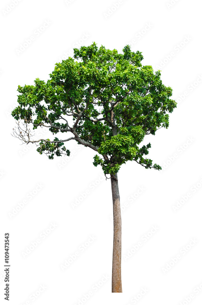 Tree isolated on white