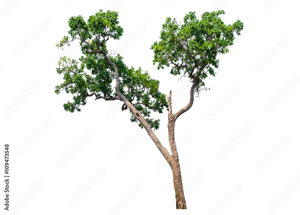 Obraz premium Tree isolated on white