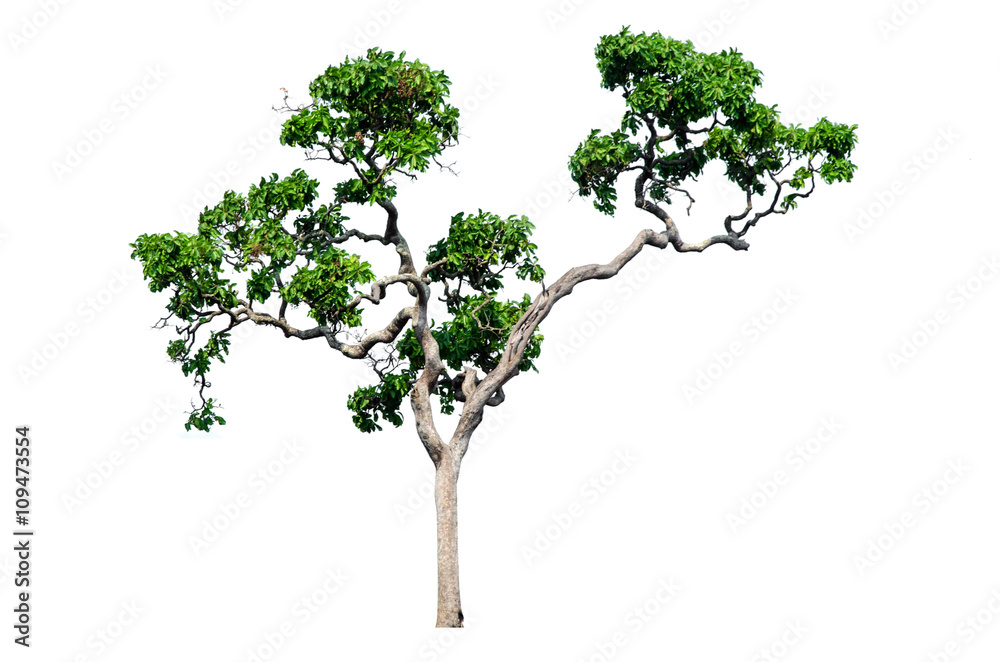 Tree isolated on white Tree isolated on white
