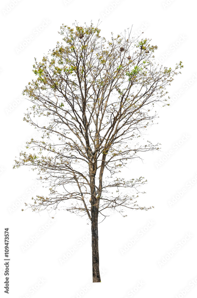 Obraz premium Tree isolated on white