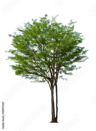 Tree isolated on white