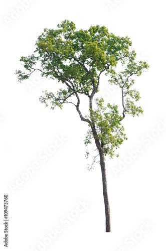 Tree isolated on white