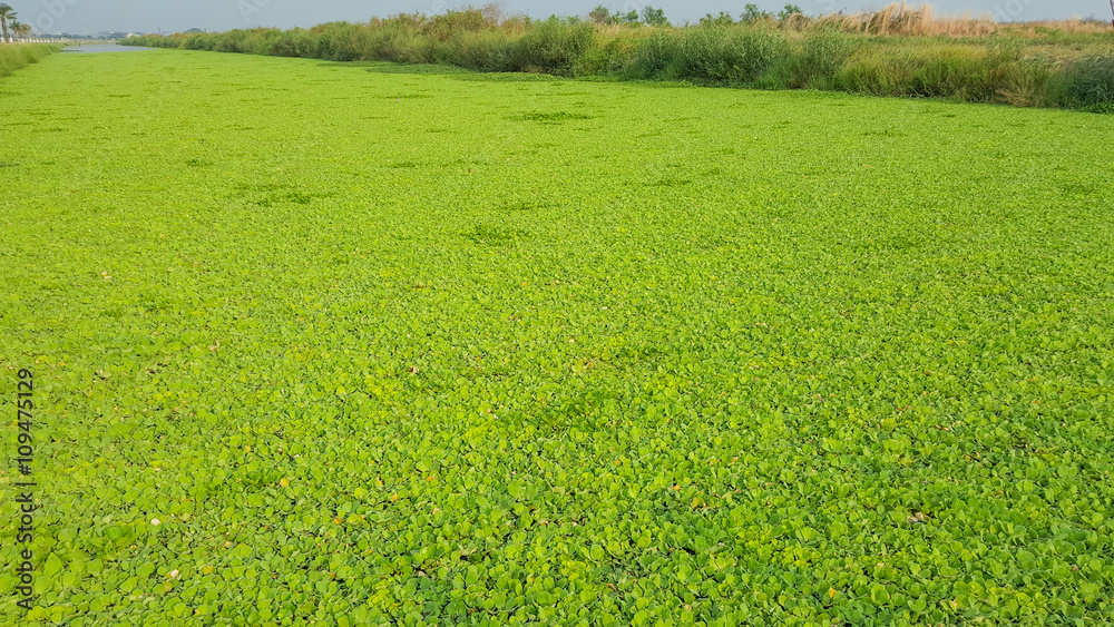 Fototapeta premium Water hyacinth in the river