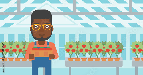 Farmer collecting tomatos.