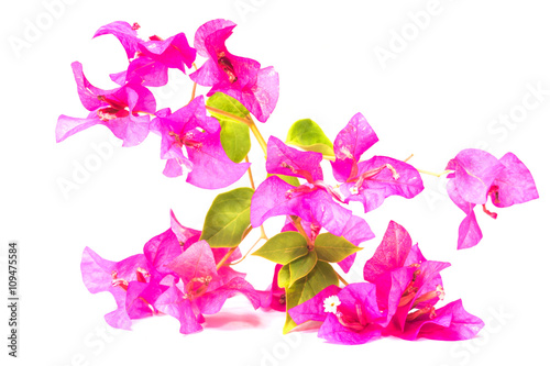 A bunch of bougainvillea flowers isolated on white 