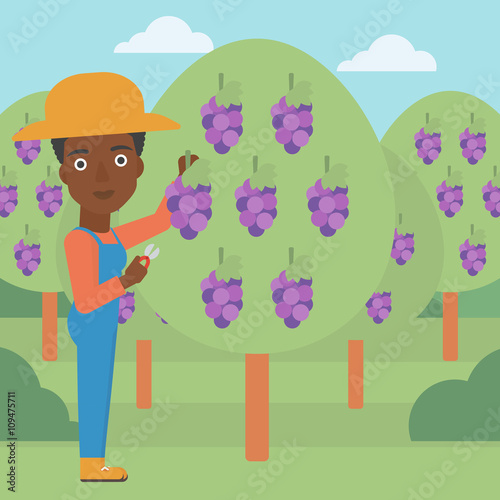 Farmer collecting grapes.