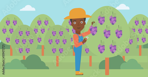 Farmer collecting grapes.