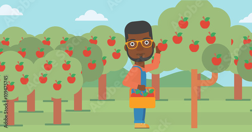 Farmer collecting apples.