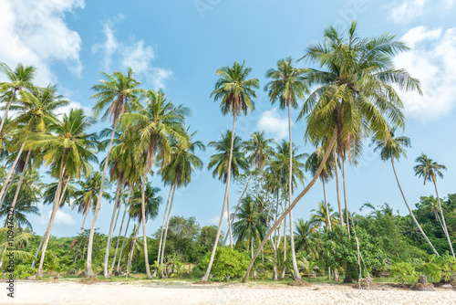 Tropical beach and coconut trees