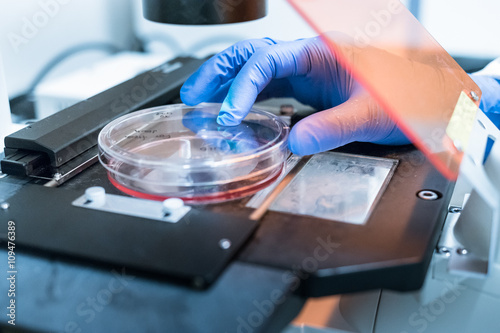 cell culture under microscope