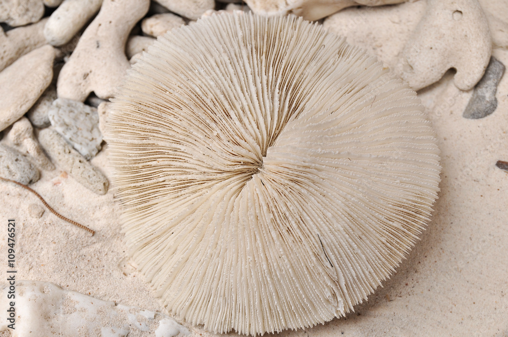 Fototapeta premium Martwe ciało grzyba koralowego