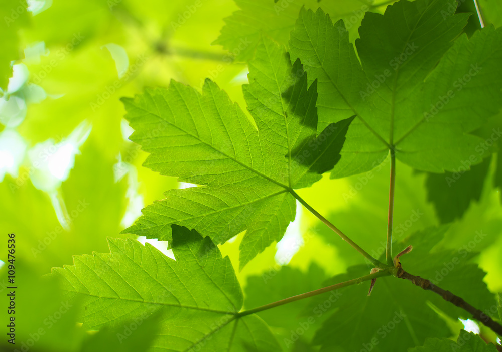 Spring leaf of maple. Spring leaf of maple.