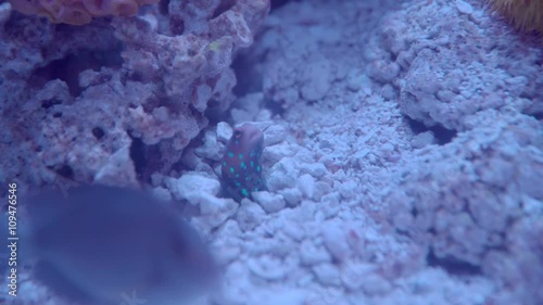 Jawfish Feeding, Close. Close on a Jawfish as it jumps out of his hidey hole to reach for some food before retreating back inside. photo