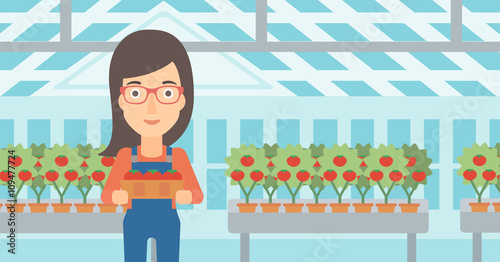 Farmer collecting tomatos.