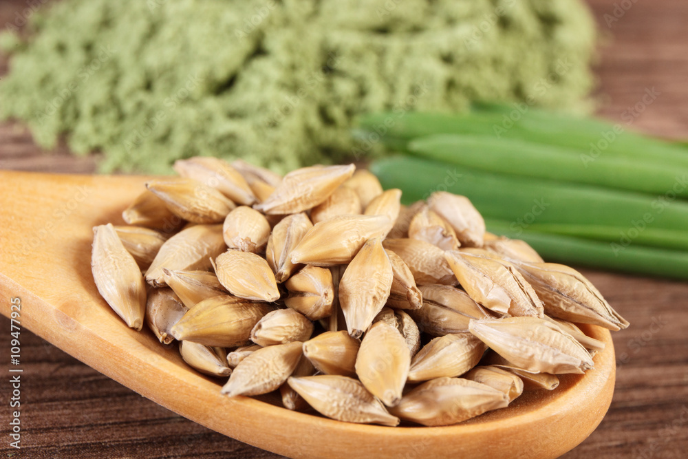 Closeup of barley grain on spoon and young powder barley in background, body detox Closeup of barley grain on spoon and young powder barley in background, body detox
