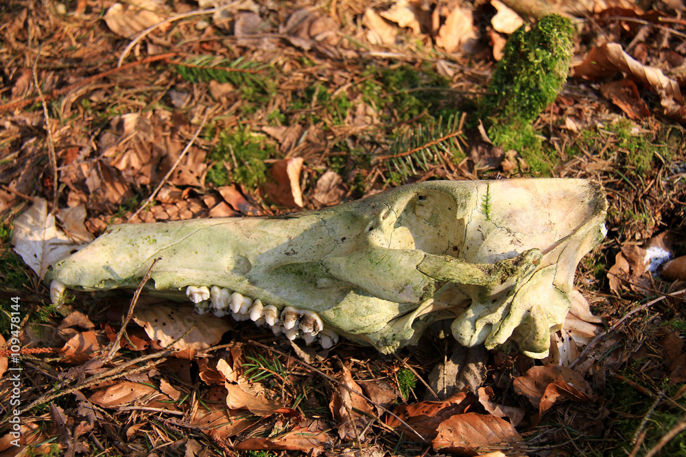 Obraz premium skelettierter Rehkopf