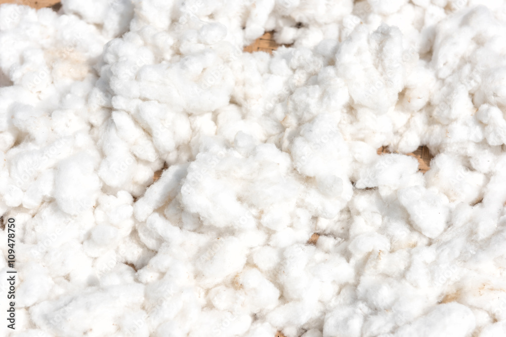 Cotton, cotton harvest from field Cotton, cotton harvest from field