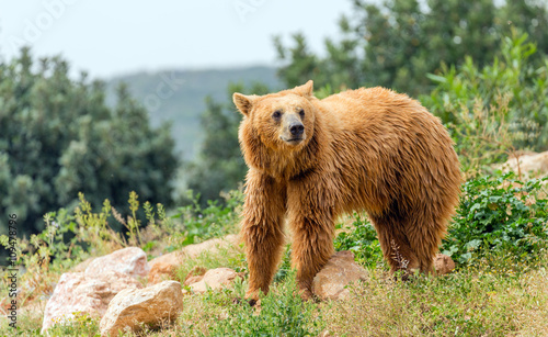 Eurasian brown bear (Ursus arctos arctos) in forest photo