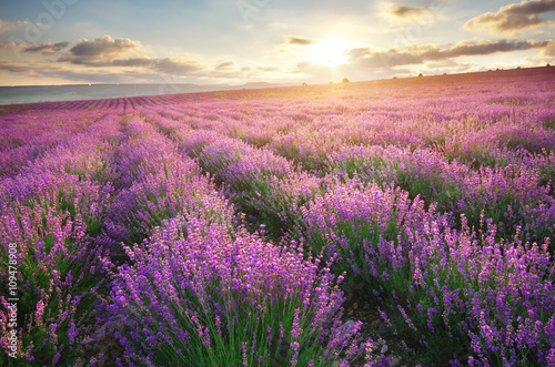 Meadow of lavender. © GIS