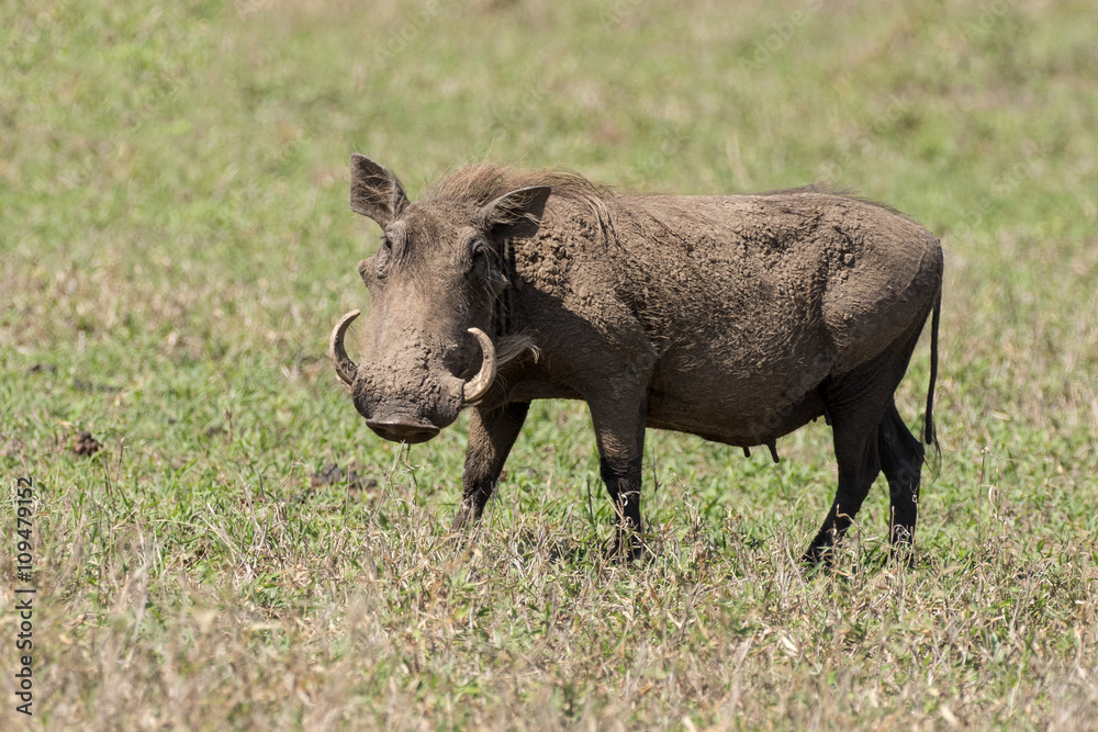 Warthog (Phacochoerus africanus) in Kruger National Park Warthog (Phacochoerus africanus) in Kruger National Park