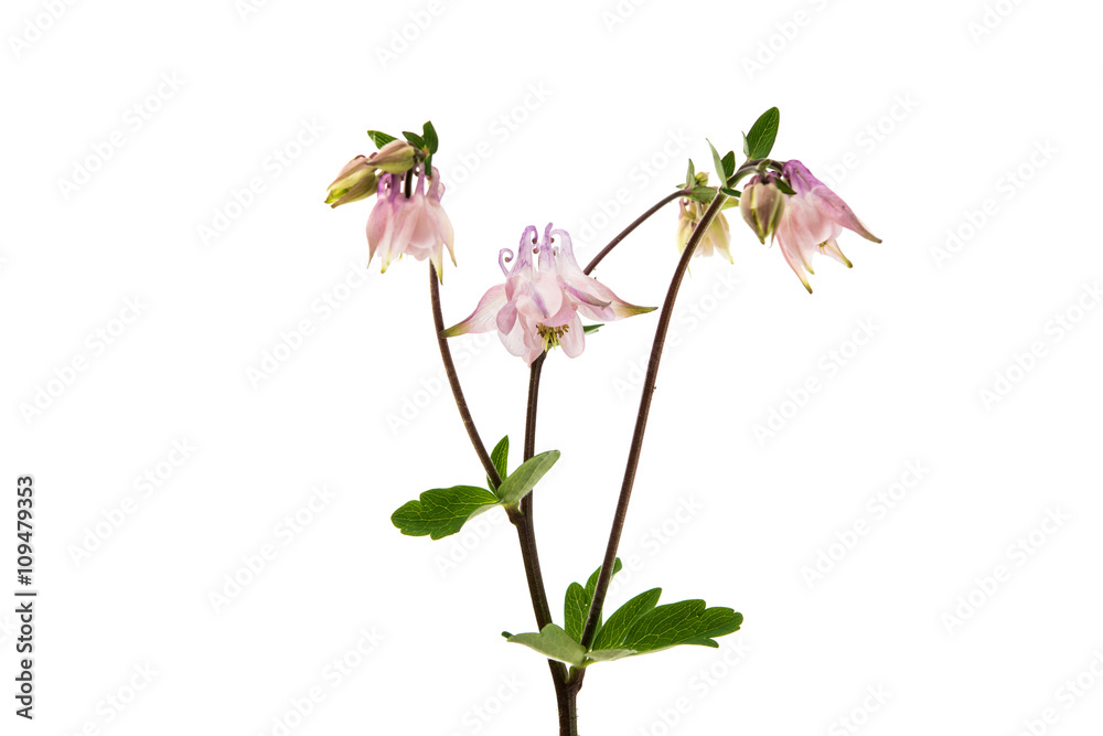Aquilegia vulgaris flower isolated